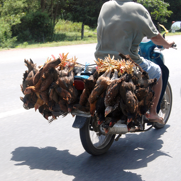 chicken transport